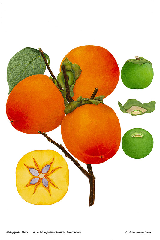 DIOSPYROS KAKI - VARIETÀ LYCOPERSICUM - 5088