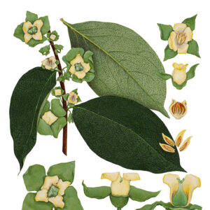 ALBERO DI SANT'ANDREA - LOTO DEL GIAPPONE - EBENACEAE - 5089