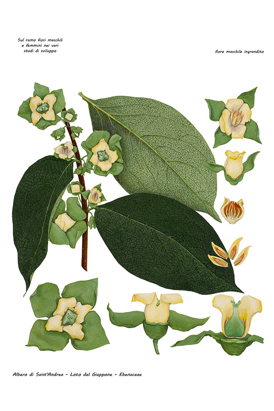 ALBERO DI SANT'ANDREA - LOTO DEL GIAPPONE - EBENACEAE - 5089