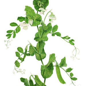 PISELLI - LATHYRUS OLERACEUS - 5090