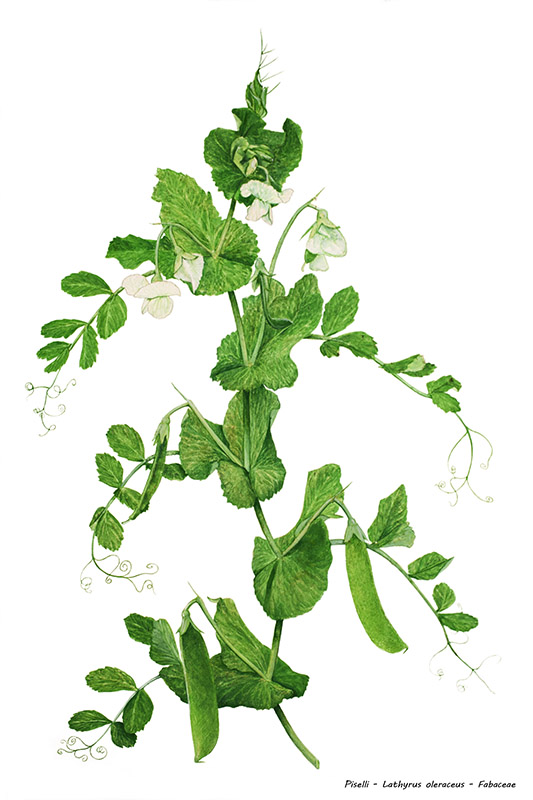 PISELLI - LATHYRUS OLERACEUS - 5090