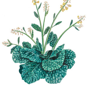 CAVOLO - BRASSICA DERACEA - BRASSICACEAE - 5093