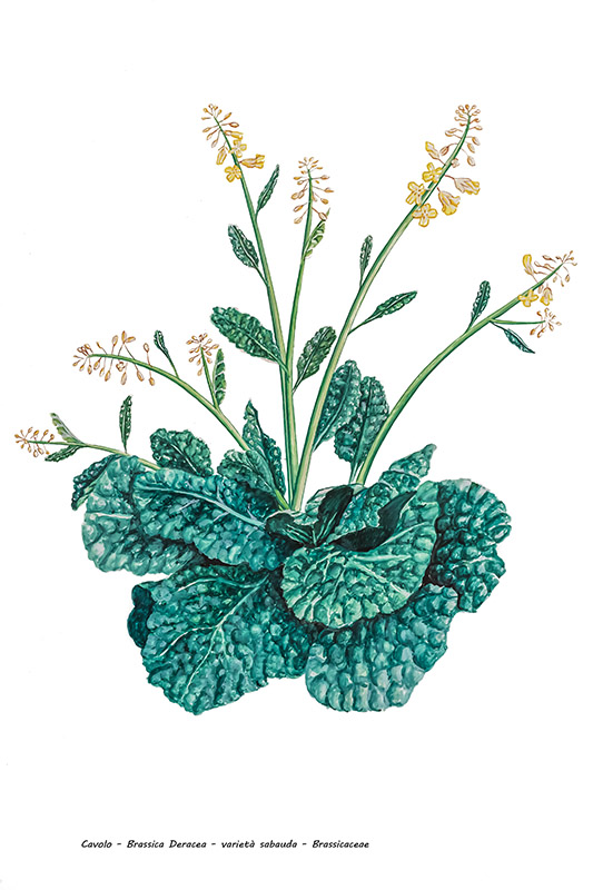 CAVOLO - BRASSICA DERACEA - BRASSICACEAE - 5093