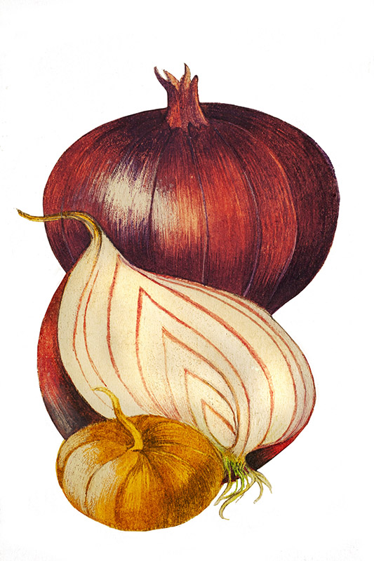 CIPOLLA ROSSA E CIPOLLA BORRETANA - 5094