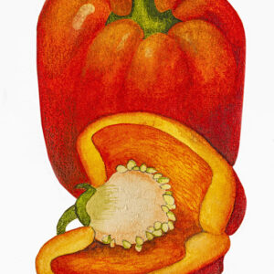 PEPERONE ROSSO - 5096