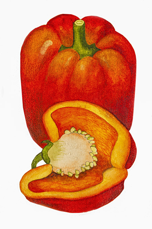 PEPERONE ROSSO - 5096
