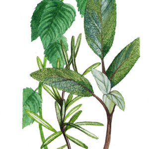 ERBE AROMATICHE - 5098