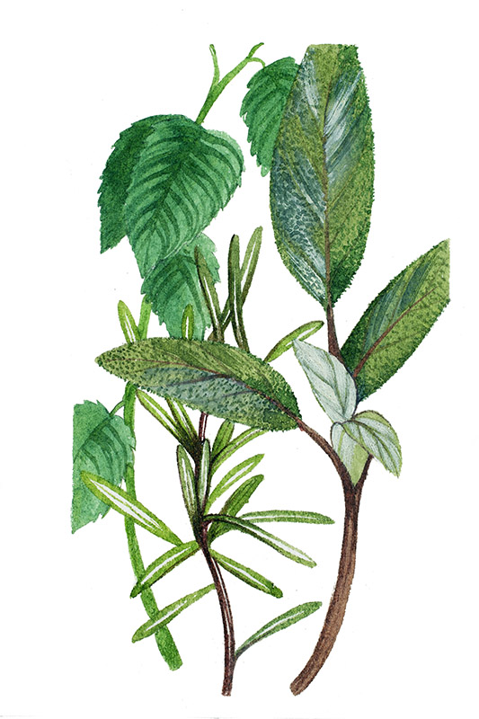 ERBE AROMATICHE - 5098