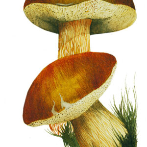 FUNGHI PORCINI - 5099