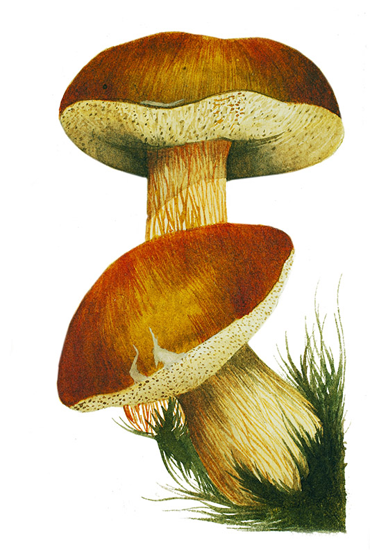FUNGHI PORCINI - 5099