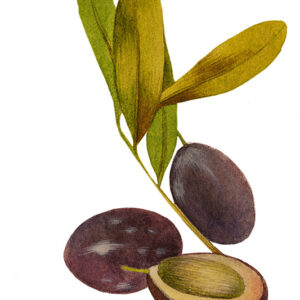 OLIVE - 5104
