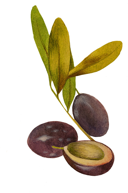 OLIVE - 5104