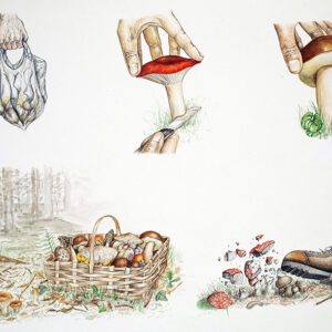 RACCOLTA FUNGHI COMPORTAMENTI CORRETTI E COMPORTAMENTI SCORRETTI - 5107