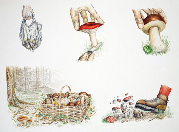 RACCOLTA FUNGHI COMPORTAMENTI CORRETTI E COMPORTAMENTI SCORRETTI - 5107
