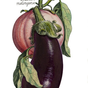 MELANZANE - SOLANUM MELONGENA - 5109