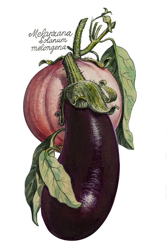 MELANZANE - SOLANUM MELONGENA - 5109