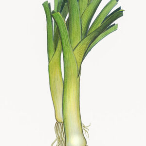PORRI - ALLIUM PORRUM - 5110