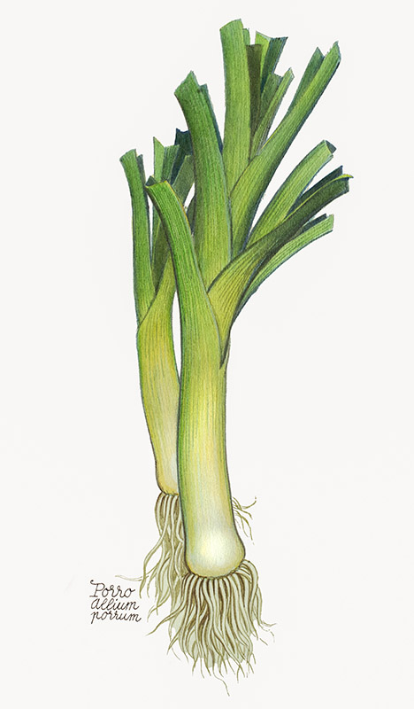 PORRI - ALLIUM PORRUM - 5110