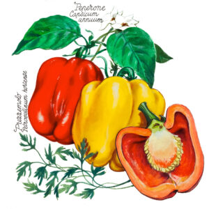 PEPERONI CASPICUM ANNUUM E PREZZEMOLO - 5111