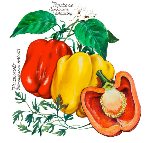 PEPERONI CASPICUM ANNUUM E PREZZEMOLO - 5111