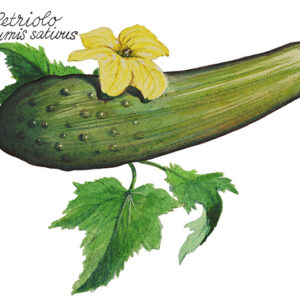 CETRIOLO - CUCUMIS SATIVUS - 5112