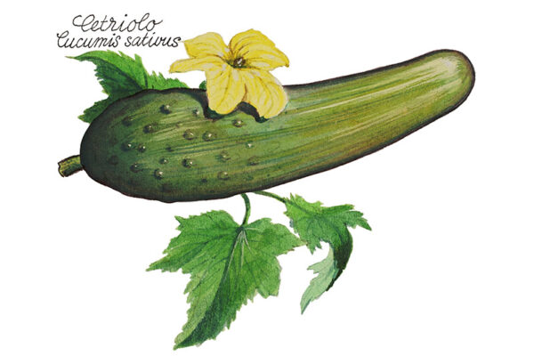 CETRIOLO - CUCUMIS SATIVUS - 5112