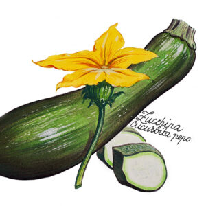 ZUCCHINA - CUCURBITA PEPO - 5113