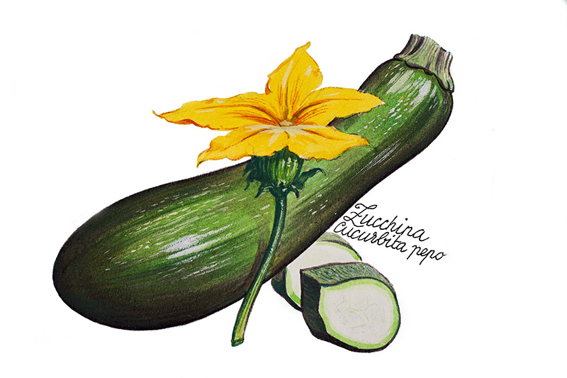 ZUCCHINA - CUCURBITA PEPO - 5113 - immagine 1