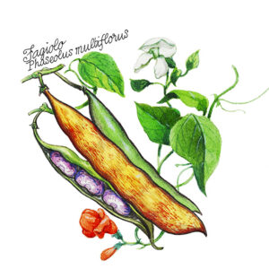 FAGIOLO - PHASEOLUS MULTIFLORUS - 5114