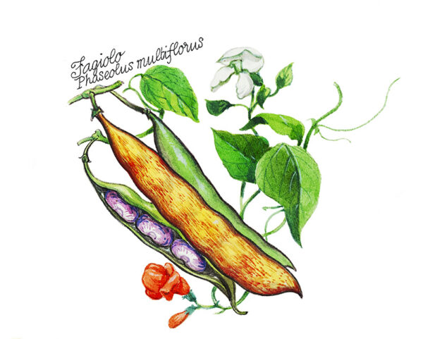 FAGIOLO - PHASEOLUS MULTIFLORUS - 5114