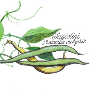 FAGIOLINI - PHASEOLUS VULGARIS - 5115