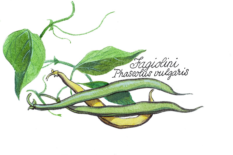 FAGIOLINI - PHASEOLUS VULGARIS - 5115 - immagine 1
