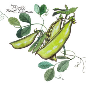 PISELLI - PISUM SATIVUM - 5116