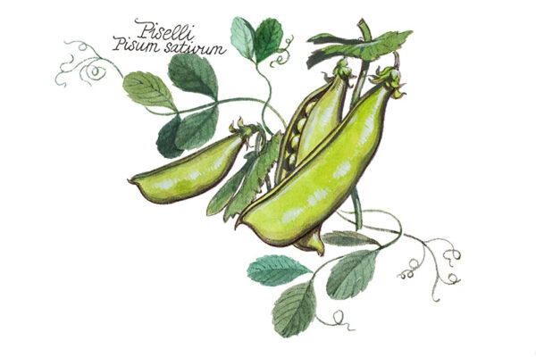 PISELLI - PISUM SATIVUM - 5116