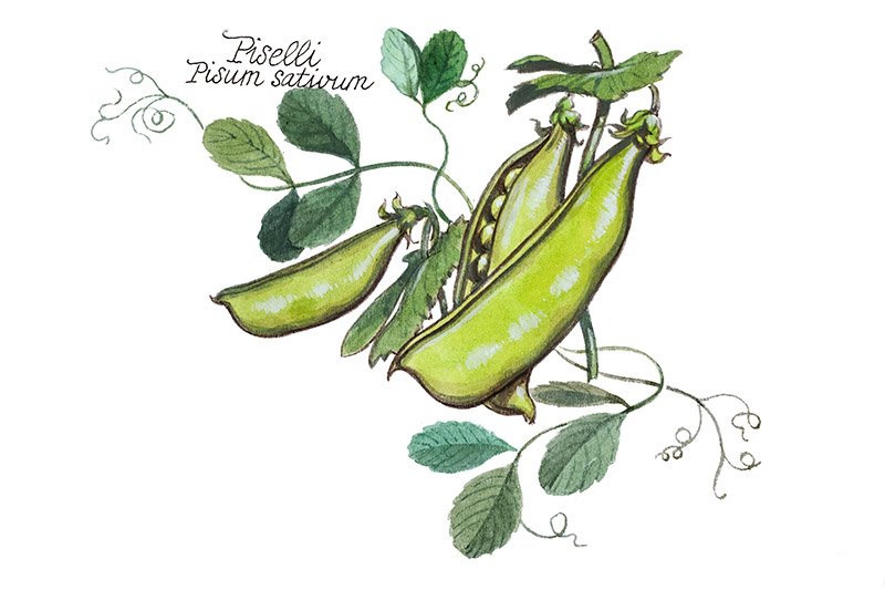 PISELLI - PISUM SATIVUM - 5116 - immagine 1