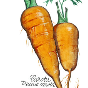 CAROTE - DAUCUS CAROTA - 5117