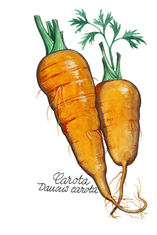 CAROTE - DAUCUS CAROTA - 5117