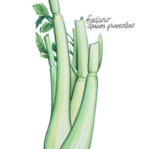 SEDANO - APIUM GRAVEOLENS - 5118