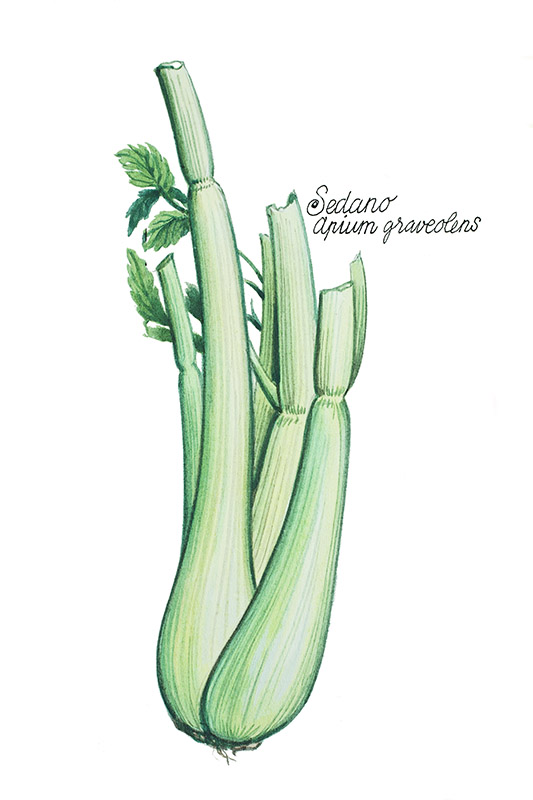 SEDANO - APIUM GRAVEOLENS - 5118