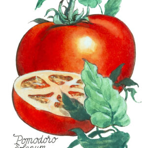 POMODORO - SOLANUM LYCOPERSICUM - 5119