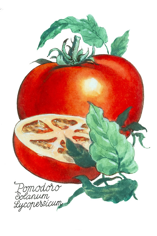 POMODORO - SOLANUM LYCOPERSICUM - 5119