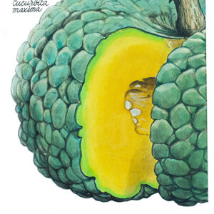 ZUCCA - CUCURBITA MAXIMA - 5120