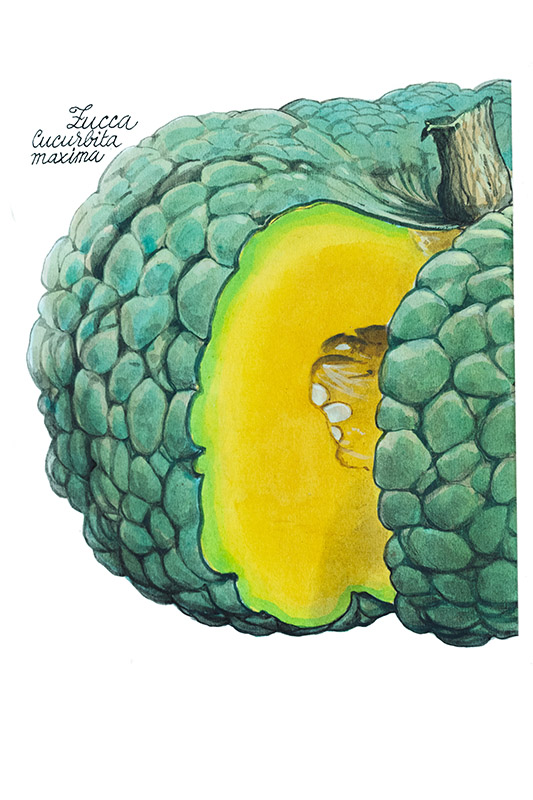 ZUCCA - CUCURBITA MAXIMA - 5120