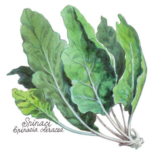SPINACI - SPINACIA OLERACEA - 5121