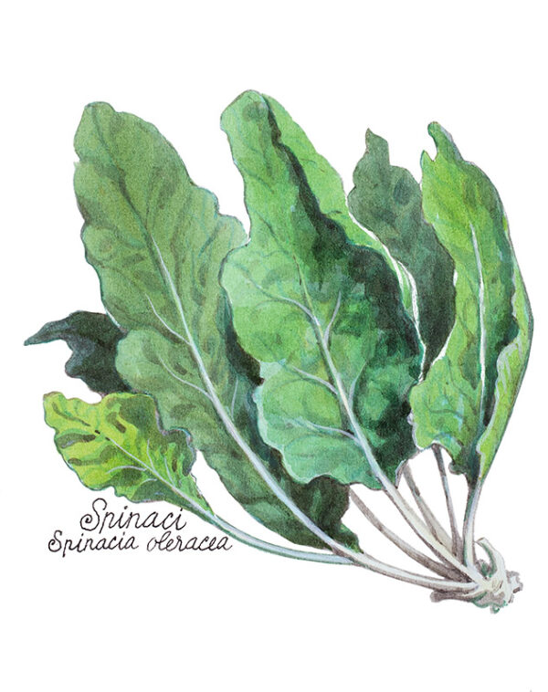 SPINACI -  SPINACIA OLERACEA - 5121