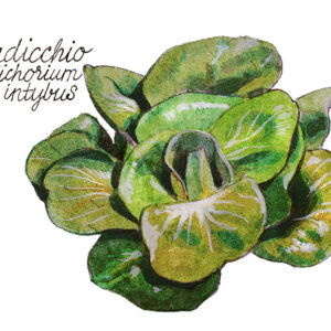 RADICCHIO - CICHORIUM INTYBUS - 5122