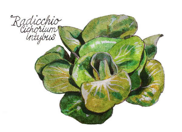 RADICCHIO - CICHORIUM INTYBUS - 5122