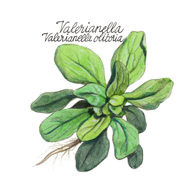 VALERIANELLA - VALERIANELLA OLITORIA - 5123