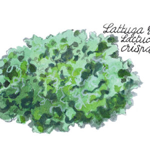 LATTUGA RICCIA - LACTUCA CRISPA - 5124