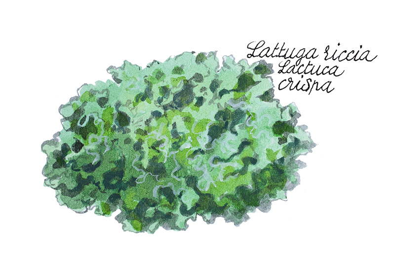 LATTUGA RICCIA - LACTUCA CRISPA - 5124 - immagine 1